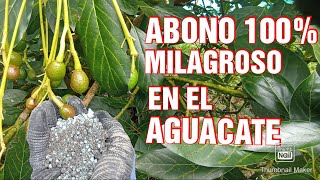 Desafia tus creencias: FERTILIZANTE para aguacates MAS GRANDES