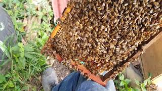 APIARIO ULLOA,  video  para  principiantes en  la apicultura #abejas