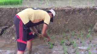 PERGI MATTANENG DI SAWAH || GOTONG ROYONG MASYARAKAT DI PEDESAAN