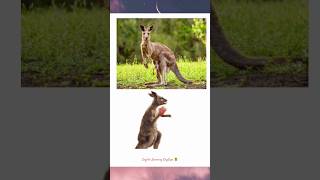 English Learning| Australian Animals|