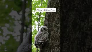 Baby Barred Owl Climbs a Tree #shorts