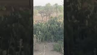 रिंगस railway way nagfani tree0#shortvideo