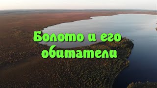 Болото и его обитатели