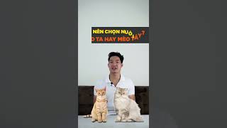 Nên chọn nuôi mèo Ta hay mèo Tây? #shorts #tuitienpet #pets #cat