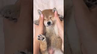 Cute baby dog boring 😍 🥰 🐶🐶 #doglover #babydog #dogvideo #puppy #cutedog #dogs #dog #shorts