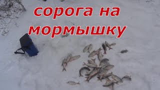 Ловим сорогу. Снова трудовая рыбалка.