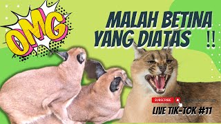 LUCU CARACAL K4WIN, BETINANYA YANG DIATAS🤣‼️