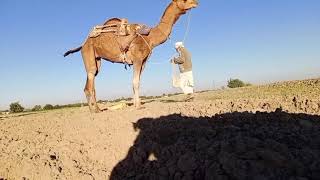 Sowing the land using the traditional method of ploughing.