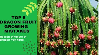 5 Dragon fruit Growing Mistakes to Avoid (Our own Experience)|By Kisan Mitra