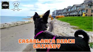 With Mini Schnauzer Minnie [2023.11.04] @Casablanca Beach