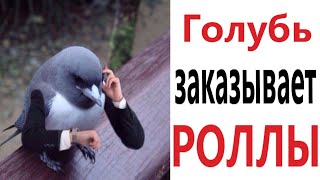 Приколы! ГОЛУБЬ ЗАКАЗЫВАЕТ РОЛЛЫ! Смешные видео – Доми шоу