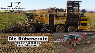 Zuckerrüben Ernte | Von der Aussaat übers ernten, verladen und abtransport | Holmer | Ropa | Steyr