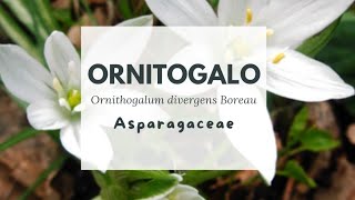 ORNITÒGALO - STELLA DI BETLEMME - LATTE DI GALLINA - STAR OF BETHLEHEM Ornithogalum divergens Boreau