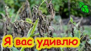 ОЗДОРОВЛЕНИЕ УЧАСТКА ПОСЛЕ ФИТОФТОРЫ. Не слушайте никого - ничего не надо сыпать! Вот что поможет.