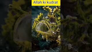 allah ki azeeb मख्लूक़ अल्लाह  की कुद्रत  #shorts #youtubeshorts #ytshorts #islamic