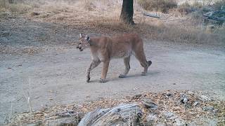 Mountain lion in Trabuco Canyon