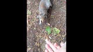 Squirrel Feeding in Russell Square