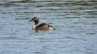 Great Crested Grebe adult feeding fish to chick