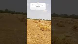 Apki language ma ise Kya kehty Hain #wheat_rate_today #wheat #punjab #pakistan #india