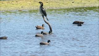 Braeside Park Pelican and Swan nest