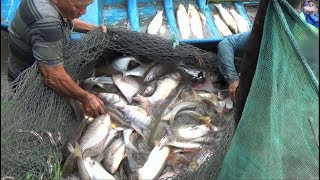 Kéo lưới bắt cá miền tây cá nhiều kinh khủng khiếp toàn cá khủng P1 | Catch fish in vietnam