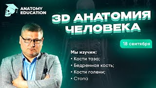 3D Анатомия для студентов. Кости таза. Бедренная кость. Кости голени. Стопа