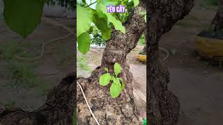 Chim mồi của em #bonsai #yeucay #shortvideo