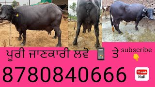 ਇੱਕੋ ਘਰ ਸੱਜਰ ਸੂਈਆਂ ਮੱਝਾਂ ਵਿਕਾਊ phone ਤੇ ਸਪੰਰਕ ਕਰਕੇ ਲਵੋ ਪੂਰੀ ਜਾਣਕਾਰੀ l 8780840666 lsubscribe channel