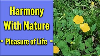 Harmony with Nature - Pleasure of Life || relaxing, sleep, peaceful, soothing, stress relief