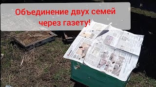 Объединение двух пчелосемей через газету!