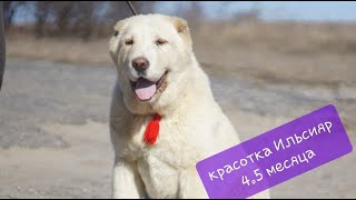 Щенок алабая девочка Ильсияр 4,5 месяца