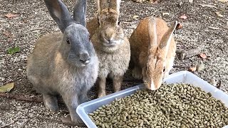 Rabbits fleeing at breakneck speed