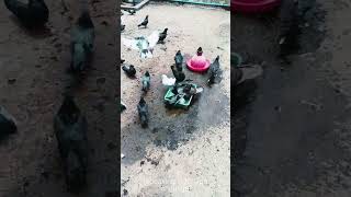 All the pigeons are having fun with water 😂#viral #pets #birds #shorts