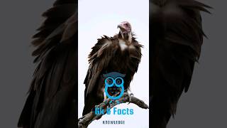 गिद्ध #vultures #amazingfacts #wildlife #nature #fact #naturelovers #natureshorts #wildlifewonders