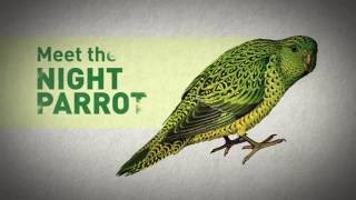 Meet the Night Parrot | AusGeoShop