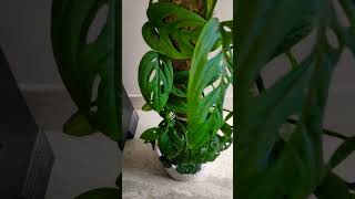 Monstera Adansonii