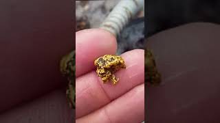 My Biggest bit of Sluiced gold that I have ever found - 6 Grams