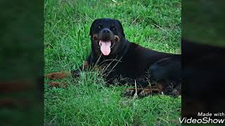 Rottweiler de Trabalho - Working Rottweiler - Schutzhund - Protection Dog