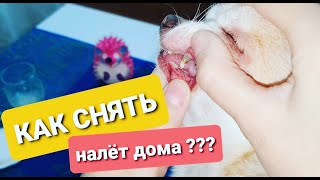 Как снять зубной налёт у собаки в домашних условиях?