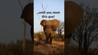 Elephant in Kruger National Park South Africa #safari #southafrica #wildlife #adventure #krugerpark