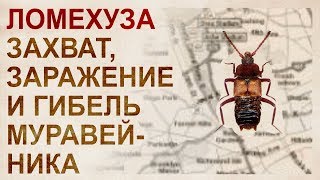 Ломехузы. Захват и эксплуатация муравейника