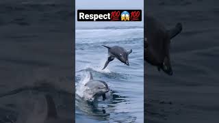 Always Happy Dolphins💯🐬😍💯 | #shorts #funny #animal #amazing #dolphins #dolphinslove