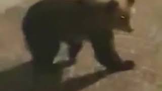 Oso se trepa a un balcón