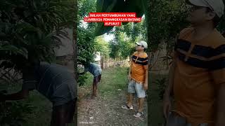 PEMANGKASAN ALPUKAT YANG BENAR CEPAT BESAR#fyp #sorts #shorts #alpukat #pruning #perkebunan