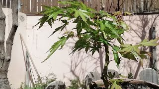 BONSAI ARCE PALMATUM PROCEDENTE DE ACODO. PINZADO.🍁🍁🍁🍁🍁☘️🍀