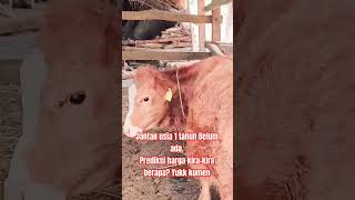 Sapi Jantan Usia 1 Tahun - Bahan Harga Ekonomis #sapi #pasarsapi #sapipasar #sapijumbo #sapi