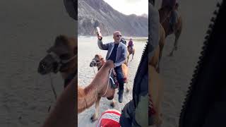 15 Minutes Peaceful Two Hump Camel Ride #ladakh #nubravalley #sanddunes #desert