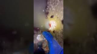 Catch Sea Snail #shortsfeed #youtubeshort #seafood #fishing