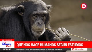 ¿Qué nos hace humanos? Estudio del ADN de 233 primates halla respuestas