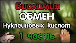 Биохимия. Лекция 45. Обмен азотистых оснований и нуклеотидов. Обмен пуринов